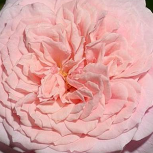 Интернет-Магазин Растений - Poзa Уильям Кристи - розовая - Ностальгическая роза - роза с тонким запахом - Доминик Массад - Цветы с фруктовым запахом покрывают розовый куст небольшими группами. 